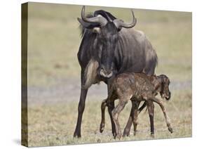 Just-Born Blue Wildebeest (Brindled Gnu) (Connochaetes Taurinus) Standing for the First Time-James Hager-Stretched Canvas