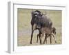 Just-Born Blue Wildebeest (Brindled Gnu) (Connochaetes Taurinus) Standing for the First Time-James Hager-Framed Photographic Print