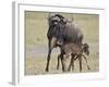 Just-Born Blue Wildebeest (Brindled Gnu) (Connochaetes Taurinus) Standing for the First Time-James Hager-Framed Photographic Print