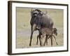 Just-Born Blue Wildebeest (Brindled Gnu) (Connochaetes Taurinus) Standing for the First Time-James Hager-Framed Photographic Print