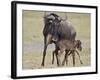 Just-Born Blue Wildebeest (Brindled Gnu) (Connochaetes Taurinus) Standing for the First Time-James Hager-Framed Photographic Print