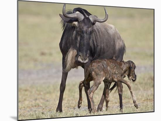 Just-Born Blue Wildebeest (Brindled Gnu) (Connochaetes Taurinus) Standing for the First Time-James Hager-Mounted Photographic Print