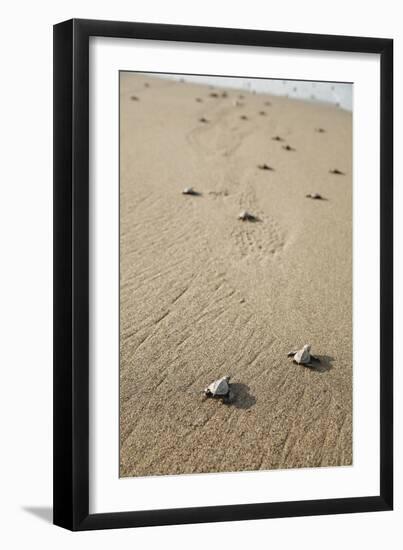 Just Hatched Baby Olive Ridley (Golfina) Turtles In Michoacan, Mexico-Justin Bailie-Framed Photographic Print