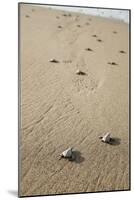 Just Hatched Baby Olive Ridley (Golfina) Turtles In Michoacan, Mexico-Justin Bailie-Mounted Photographic Print