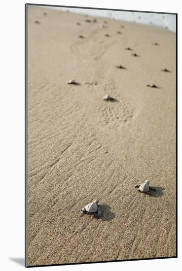 Just Hatched Baby Olive Ridley (Golfina) Turtles In Michoacan, Mexico-Justin Bailie-Mounted Photographic Print