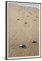 Just Hatched Baby Olive Ridley (Golfina) Turtles In Michoacan, Mexico-Justin Bailie-Framed Premium Photographic Print