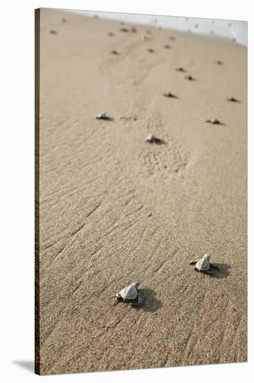 Just Hatched Baby Olive Ridley (Golfina) Turtles In Michoacan, Mexico-Justin Bailie-Stretched Canvas