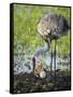 Just Hatched, Sandhill Crane Rotating Second Egg, First Colt, Florida-Maresa Pryor-Framed Stretched Canvas