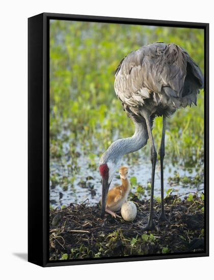 Just Hatched, Sandhill Crane Rotating Second Egg, First Colt, Florida-Maresa Pryor-Framed Stretched Canvas