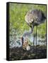 Just Hatched, Sandhill Crane Rotating Second Egg, First Colt, Florida-Maresa Pryor-Framed Stretched Canvas