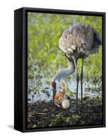 Just Hatched, Sandhill Crane Rotating Second Egg, First Colt, Florida-Maresa Pryor-Framed Stretched Canvas