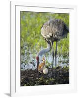 Just Hatched, Sandhill Crane Rotating Second Egg, First Colt, Florida-Maresa Pryor-Framed Photographic Print