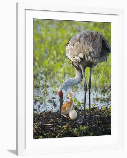 Just Hatched, Sandhill Crane Rotating Second Egg, First Colt, Florida-Maresa Pryor-Framed Photographic Print