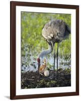 Just Hatched, Sandhill Crane Rotating Second Egg, First Colt, Florida-Maresa Pryor-Framed Photographic Print