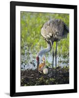 Just Hatched, Sandhill Crane Rotating Second Egg, First Colt, Florida-Maresa Pryor-Framed Photographic Print