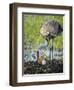 Just Hatched, Sandhill Crane Rotating Second Egg, First Colt, Florida-Maresa Pryor-Framed Photographic Print