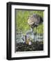 Just Hatched, Sandhill Crane Rotating Second Egg, First Colt, Florida-Maresa Pryor-Framed Photographic Print