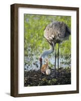 Just Hatched, Sandhill Crane Rotating Second Egg, First Colt, Florida-Maresa Pryor-Framed Photographic Print