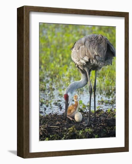 Just Hatched, Sandhill Crane Rotating Second Egg, First Colt, Florida-Maresa Pryor-Framed Photographic Print