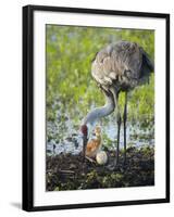 Just Hatched, Sandhill Crane Rotating Second Egg, First Colt, Florida-Maresa Pryor-Framed Photographic Print