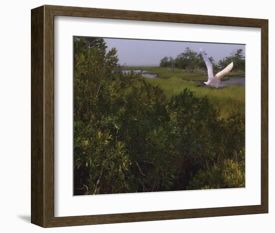 Just Pretty-Steve Hunziker-Framed Art Print