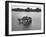 Just Room Enough Island, One of Thousand Islands in St. Lawrence River-Peter Stackpole-Framed Photographic Print