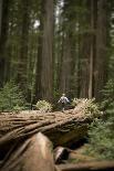 Young Woman Hiking in Humboldt Redwoods State Park, California-Justin Bailie-Photographic Print