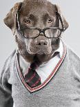 Dog in Sweater and Glasses-Justin Paget-Laminated Photographic Print