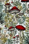 Mushrooms 1-Justyna Jaszke-Photographic Print