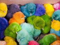 Little Colorful Chicks to Sell as Pets for Easter, Fes, Morocco-Jutta Riegel-Photographic Print