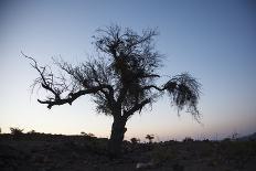 Chile, Combarbala, Tree, Sundown-Jutta Ulmer-Photographic Print
