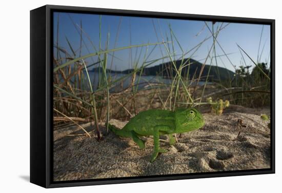 Juvenile African Chameleon (Chamaeleo Africanus) on Ground, Southern the Peloponnese, Greece, May-Ziegler-Framed Stretched Canvas