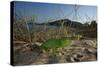 Juvenile African Chameleon (Chamaeleo Africanus) on Ground, Southern the Peloponnese, Greece, May-Ziegler-Stretched Canvas