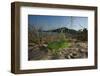 Juvenile African Chameleon (Chamaeleo Africanus) on Ground, Southern the Peloponnese, Greece, May-Ziegler-Framed Photographic Print