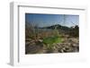 Juvenile African Chameleon (Chamaeleo Africanus) on Ground, Southern the Peloponnese, Greece, May-Ziegler-Framed Photographic Print