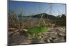 Juvenile African Chameleon (Chamaeleo Africanus) on Ground, Southern the Peloponnese, Greece, May-Ziegler-Mounted Photographic Print