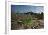 Juvenile African Chameleon (Chamaeleo Africanus) on Ground, Southern the Peloponnese, Greece, May-Ziegler-Framed Photographic Print