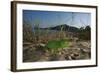 Juvenile African Chameleon (Chamaeleo Africanus) on Ground, Southern the Peloponnese, Greece, May-Ziegler-Framed Photographic Print