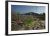 Juvenile African Chameleon (Chamaeleo Africanus) on Ground, Southern the Peloponnese, Greece, May-Ziegler-Framed Photographic Print