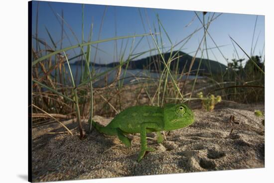 Juvenile African Chameleon (Chamaeleo Africanus) on Ground, Southern the Peloponnese, Greece, May-Ziegler-Stretched Canvas