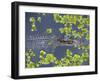 Juvenile Alligator in Swampland (Bayou) at Jean Lafitte National Historical Park and Preserve, USA-Robert Francis-Framed Photographic Print