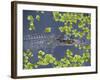 Juvenile Alligator in Swampland (Bayou) at Jean Lafitte National Historical Park and Preserve, USA-Robert Francis-Framed Photographic Print