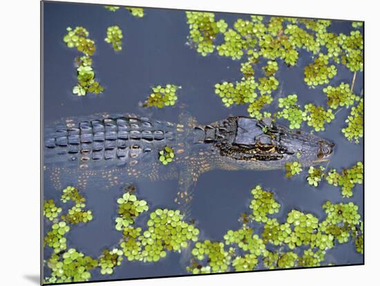 Juvenile Alligator in Swampland (Bayou) at Jean Lafitte National Historical Park and Preserve, USA-Robert Francis-Mounted Photographic Print