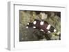 Juvenile Axilspot Hogfish-Hal Beral-Framed Photographic Print