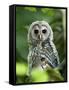 Juvenile Barred Owl, Strix Varia, Stanley Park, British Columbia, Canada-Paul Colangelo-Framed Stretched Canvas