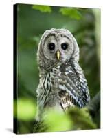 Juvenile Barred Owl, Strix Varia, Stanley Park, British Columbia, Canada-Paul Colangelo-Stretched Canvas