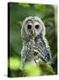 Juvenile Barred Owl, Strix Varia, Stanley Park, British Columbia, Canada-Paul Colangelo-Stretched Canvas