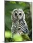 Juvenile Barred Owl, Strix Varia, Stanley Park, British Columbia, Canada-Paul Colangelo-Mounted Photographic Print