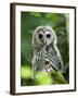 Juvenile Barred Owl, Strix Varia, Stanley Park, British Columbia, Canada-Paul Colangelo-Framed Photographic Print