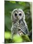 Juvenile Barred Owl, Strix Varia, Stanley Park, British Columbia, Canada-Paul Colangelo-Mounted Photographic Print